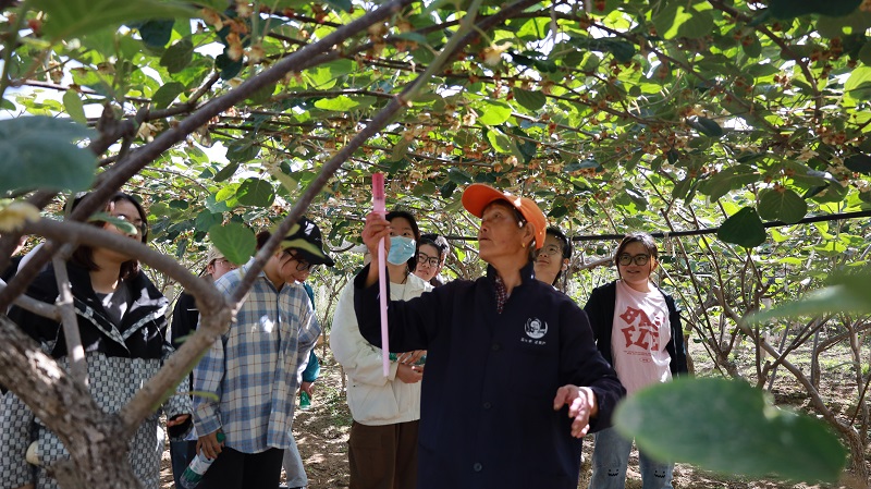 村民为员工教授授粉知识.JPG